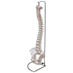modelo-de-columna-vertebral-flexible