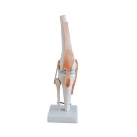 modelo-anatomico-de-articulacion-de-la-rodilla