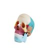 Modelo anatómico de cráneo humano