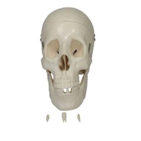 Modelo anatómico cráneo humano
