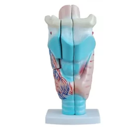 modelo-anatomico-de-laringe