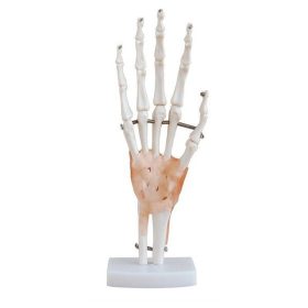 Modelo anatómico de mano humana con ligamentos