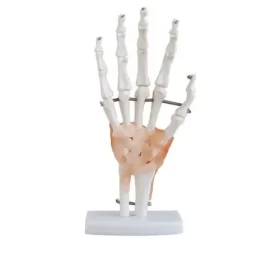 modelo-anatomico-de-mano-humana-con-ligamentos