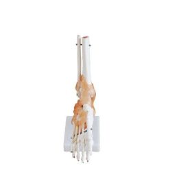 Modelo anatómico de pie humano con ligamentos