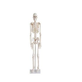 modelo-de-esqueleto-humano-85-cm