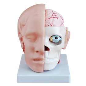 modelo-de-cara-con-cerebro-y-craneo